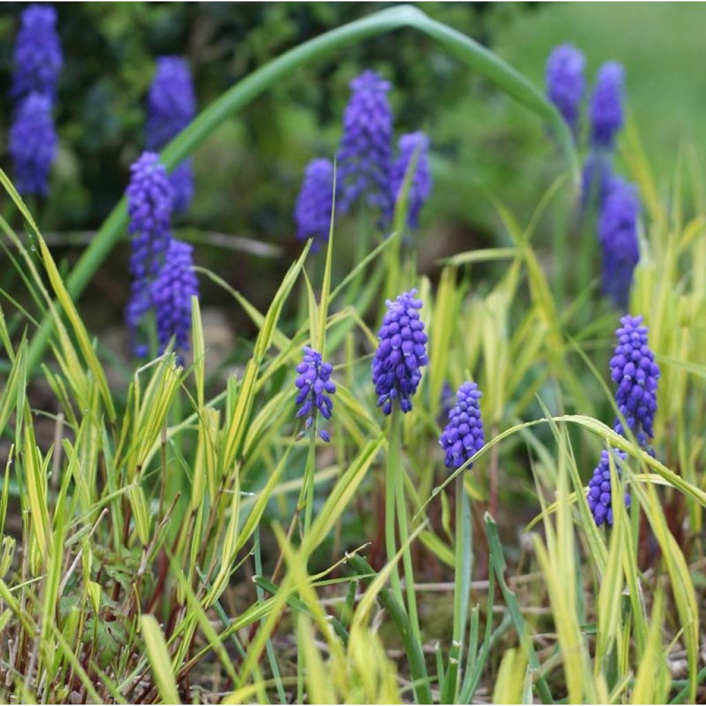 Muscari armeniacum