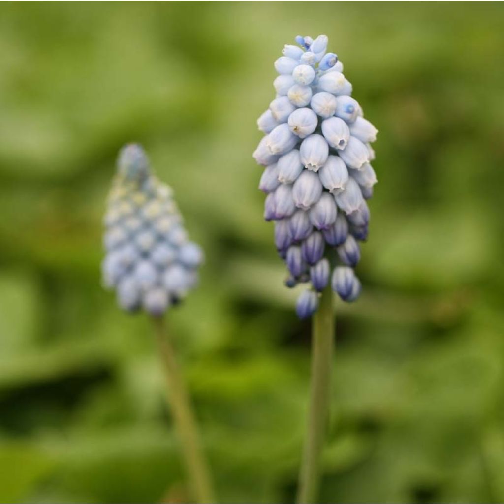 Muscari armeniacum Valerie Finnis