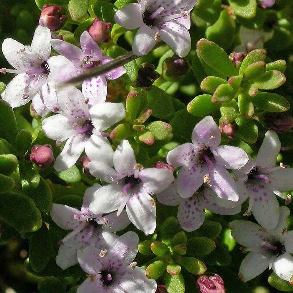 Myoporum parvifolium Fleurs roses - Myoporie