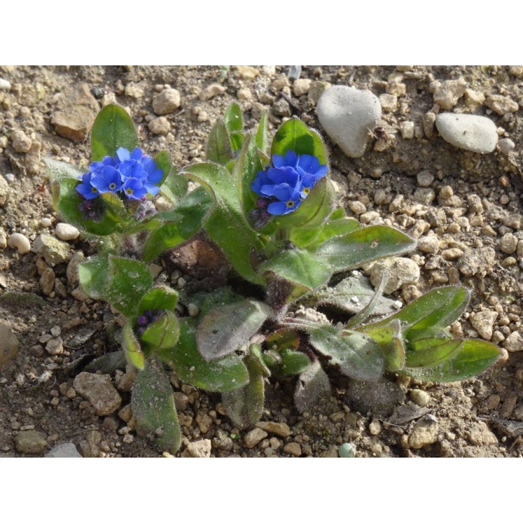 Vergissmeinnicht Blue Sylva - Myosotis sylvatica