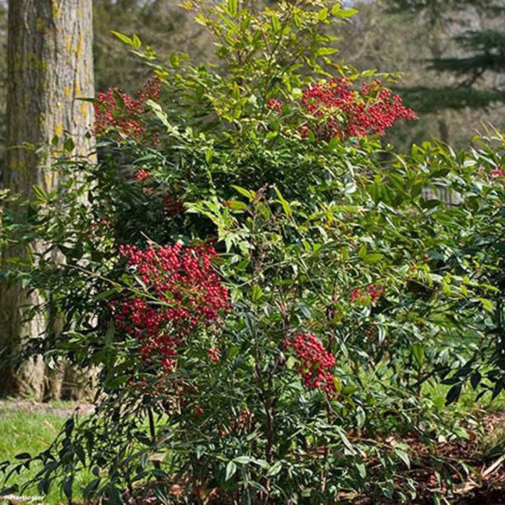 Himmelsbambus - Nandina domestica