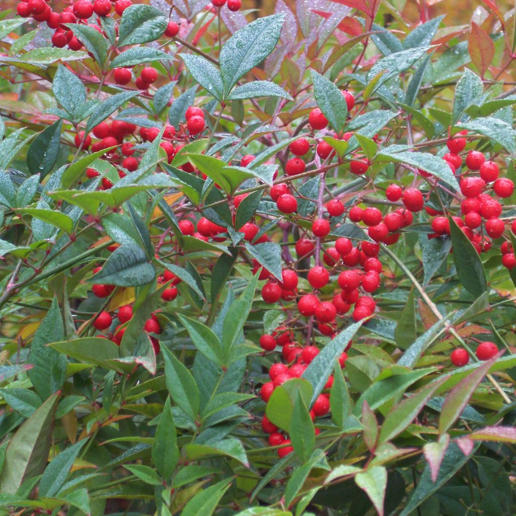 Himmelsbambus - Nandina domestica