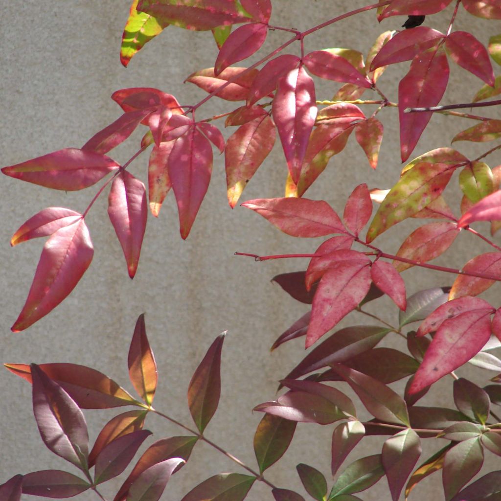 Himmelsbambus - Nandina domestica