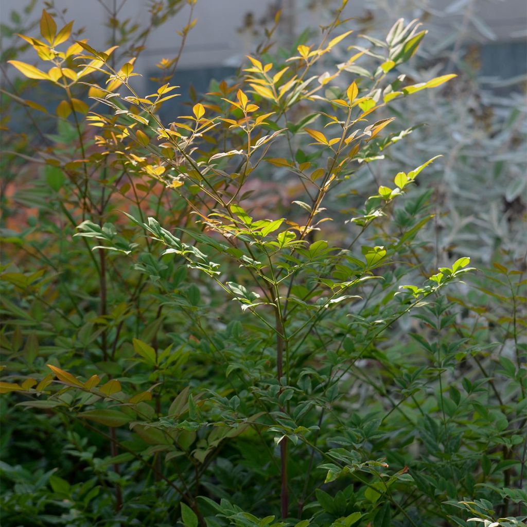 Himmelsbambus - Nandina domestica