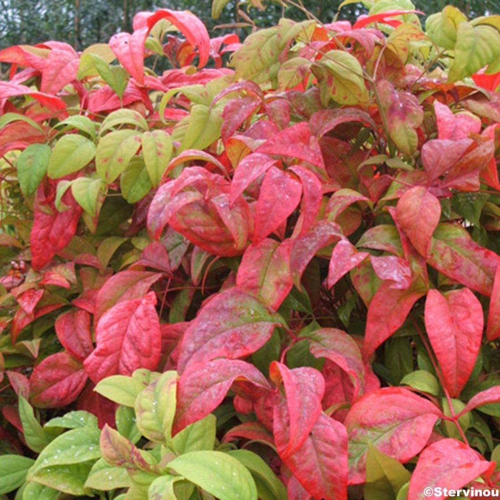 Nandina domestica Fire Power - Himmelsbambus