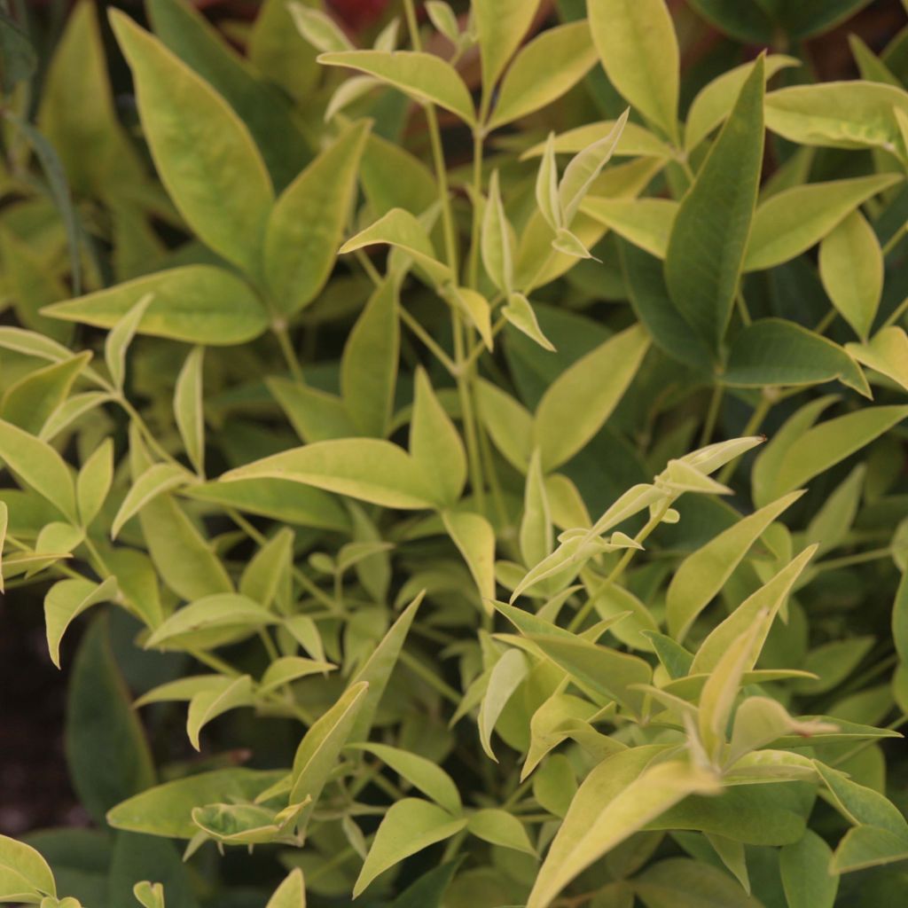 Nandina domestica Lemon and Lime - Himmelsbambus