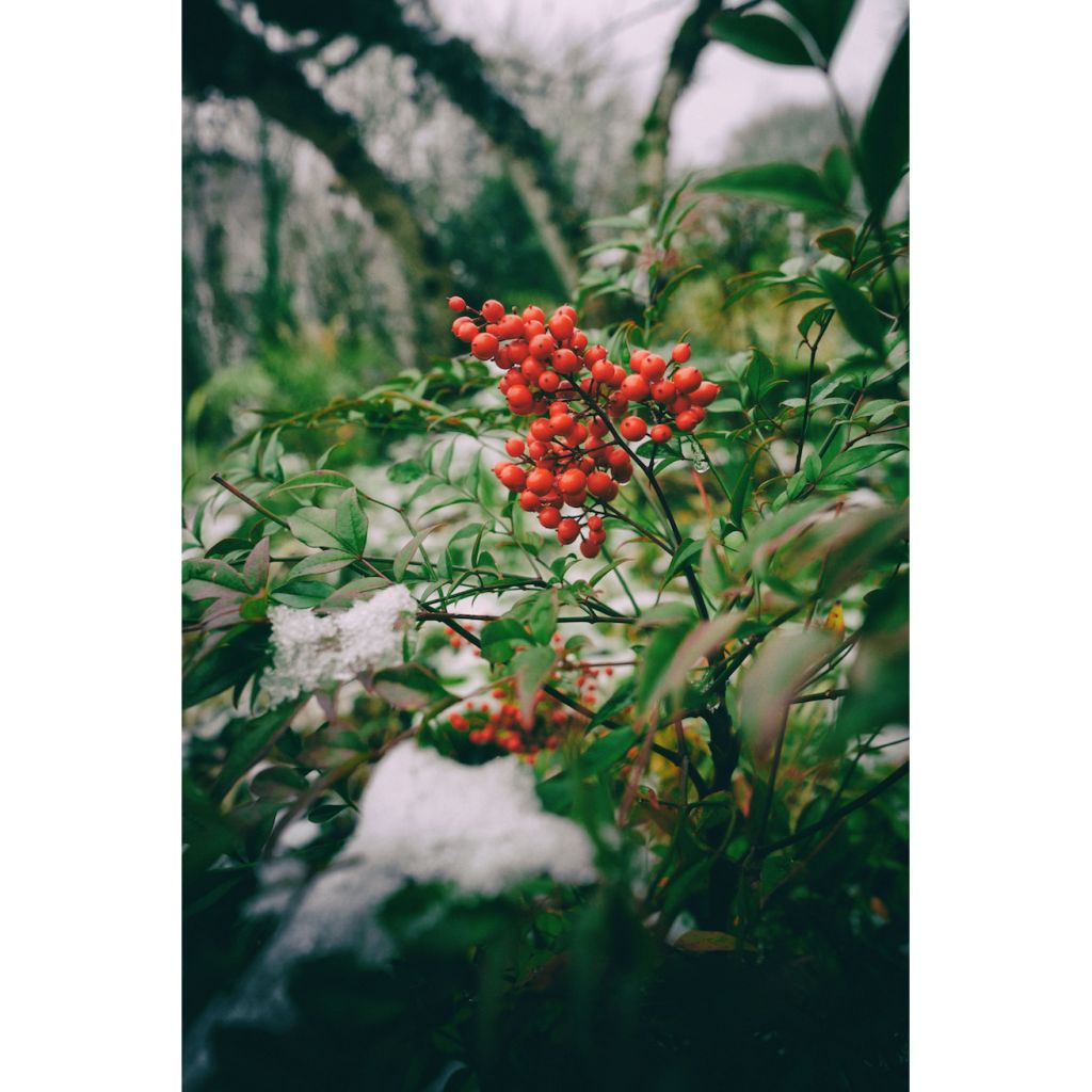 Nandina domestica Richmond - Himmelsbambus