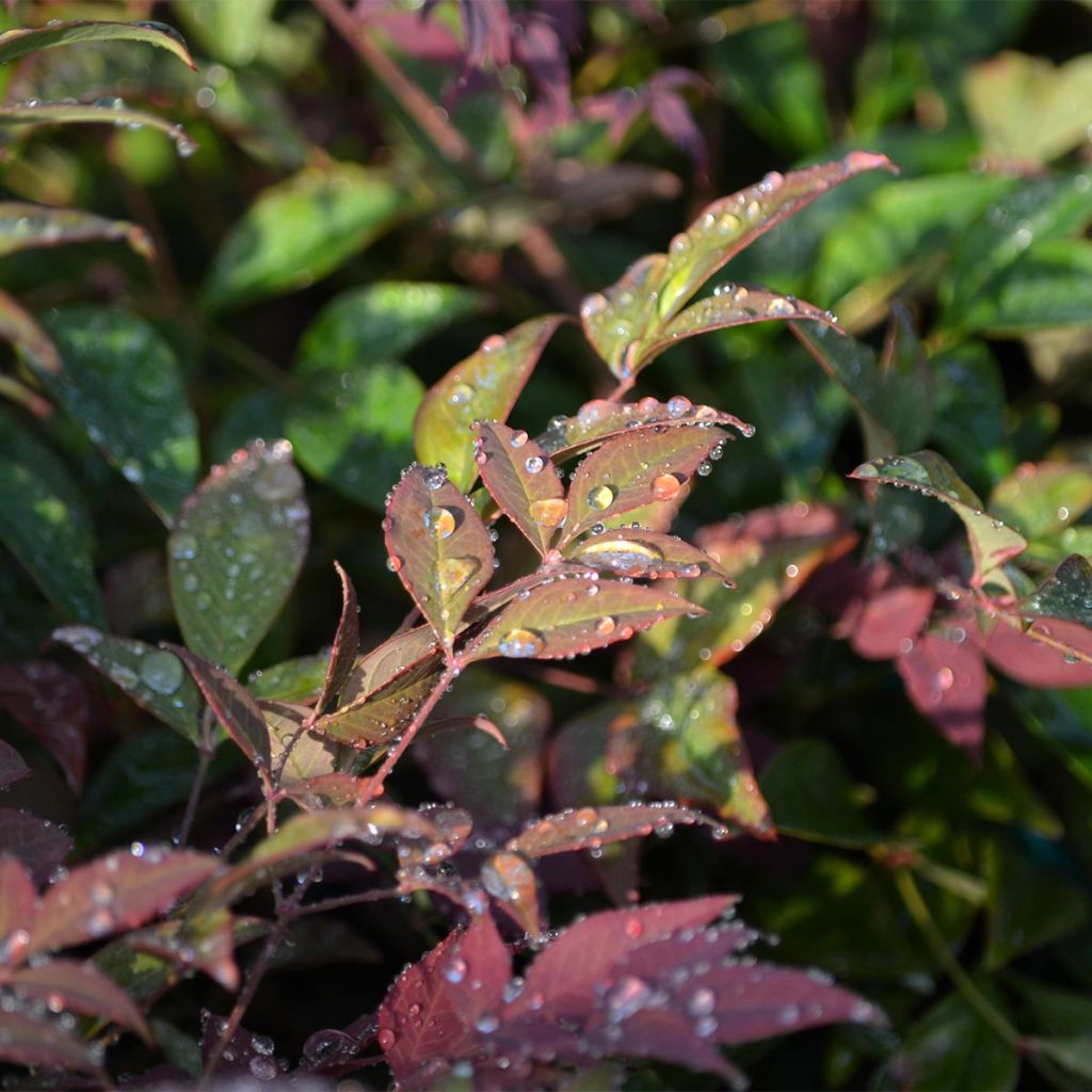 Nandina domestica Obsessed Seika - Himmelsbambus