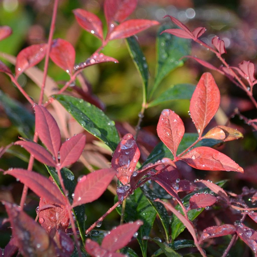 Nandina domestica Obsessed Seika - Himmelsbambus