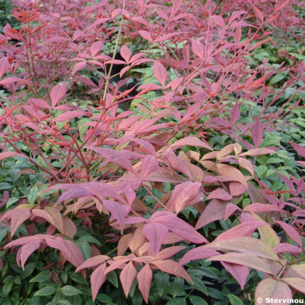 Nandina domestica Obsessed Seika - Himmelsbambus