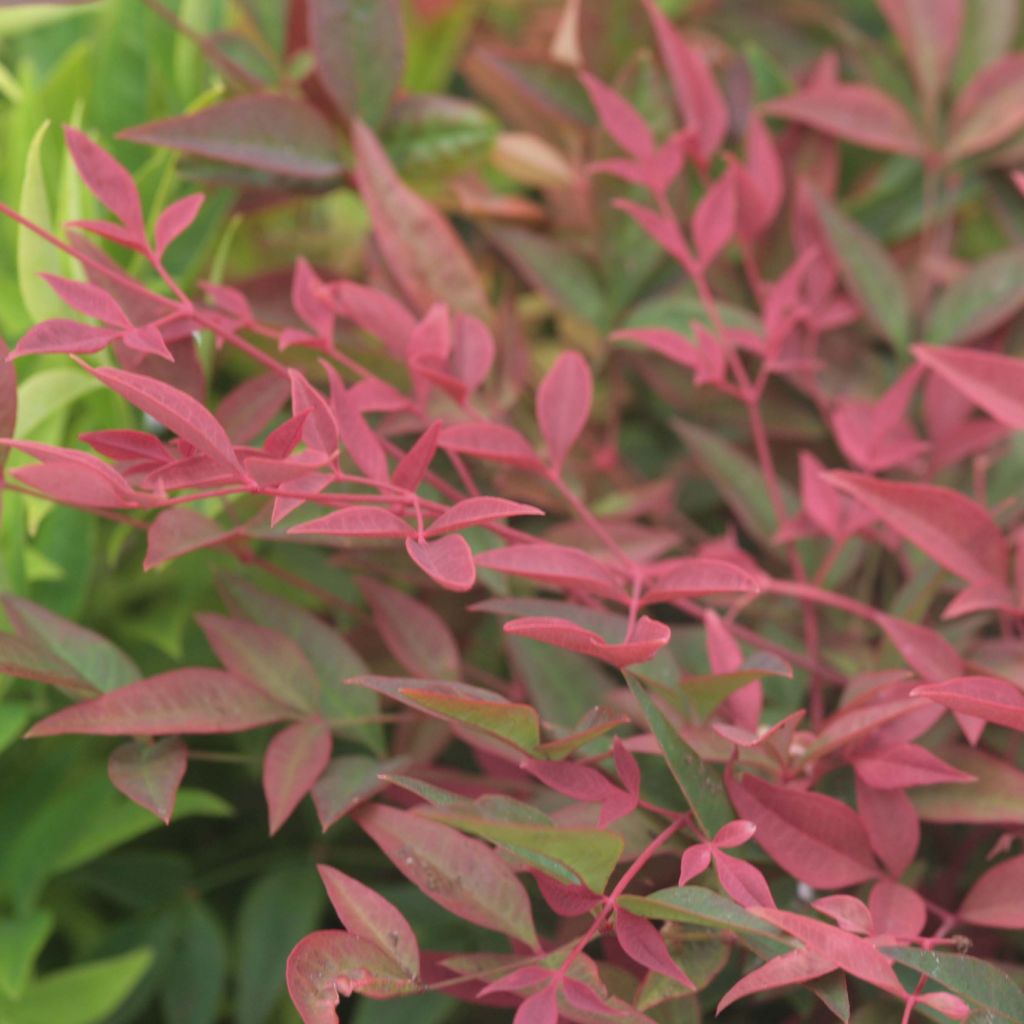 Nandina domestica Obsessed Seika - Himmelsbambus