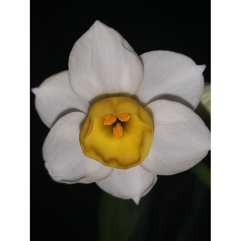 Narcissus tazetta Avalanche