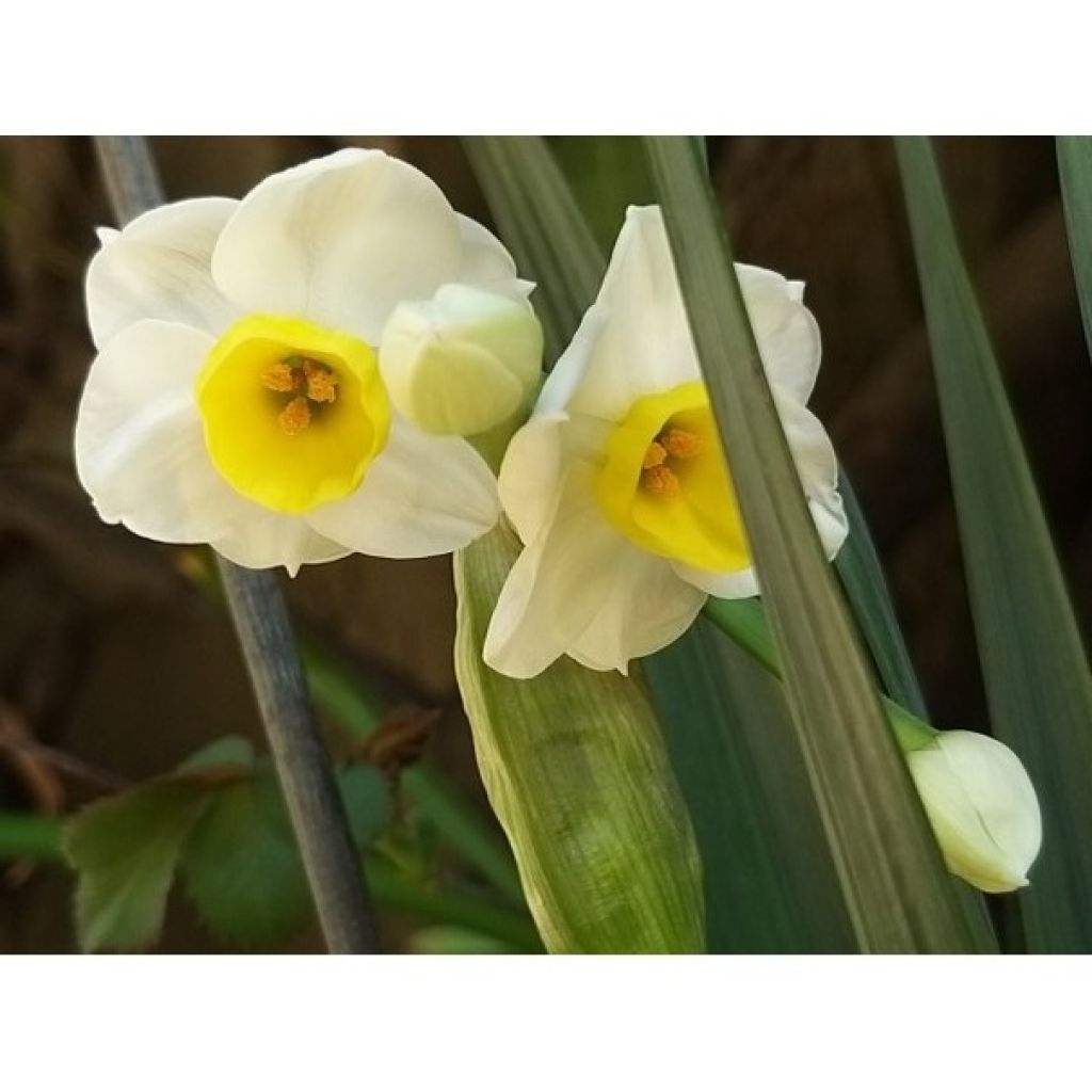 Narcissus tazetta Avalanche