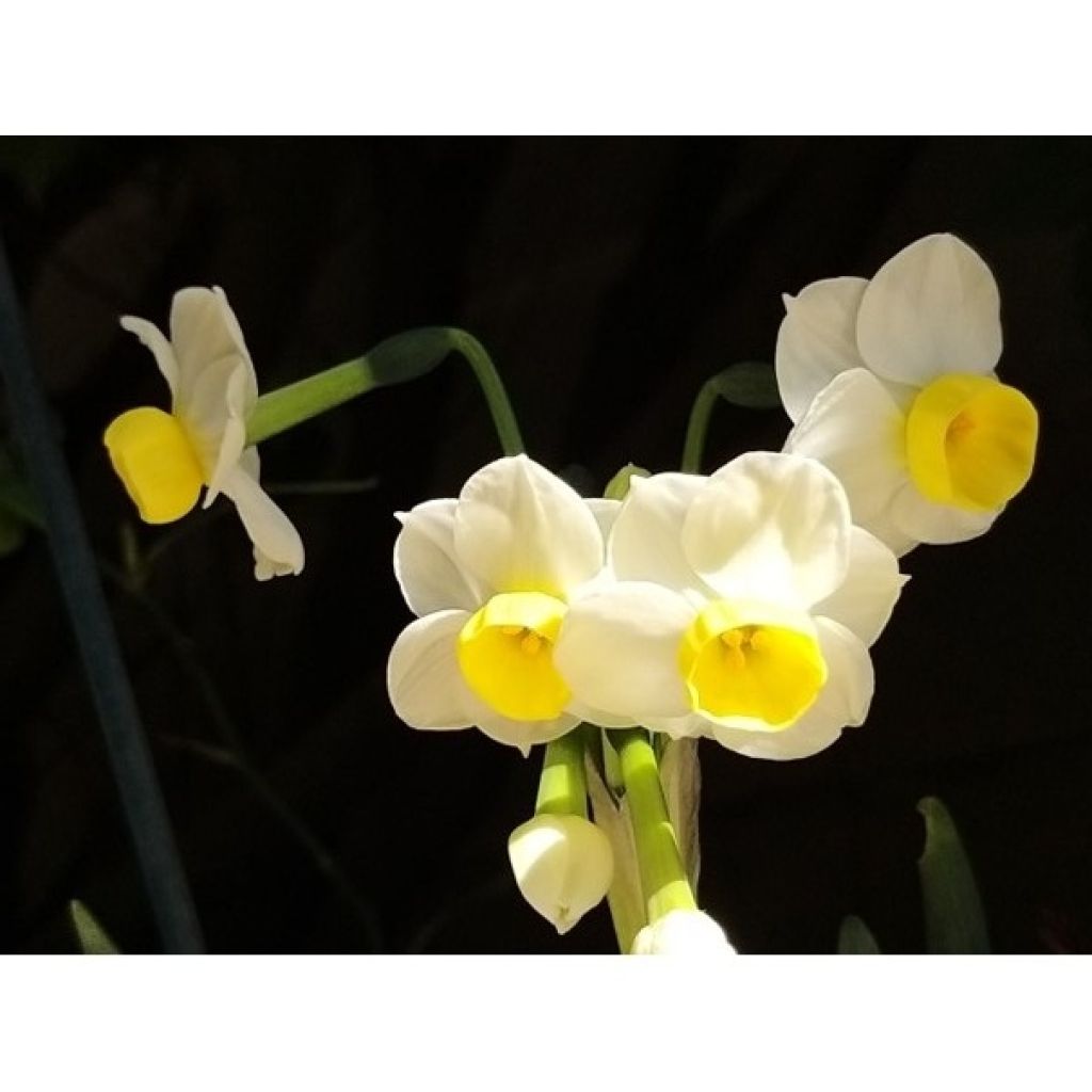 Narcissus tazetta Avalanche