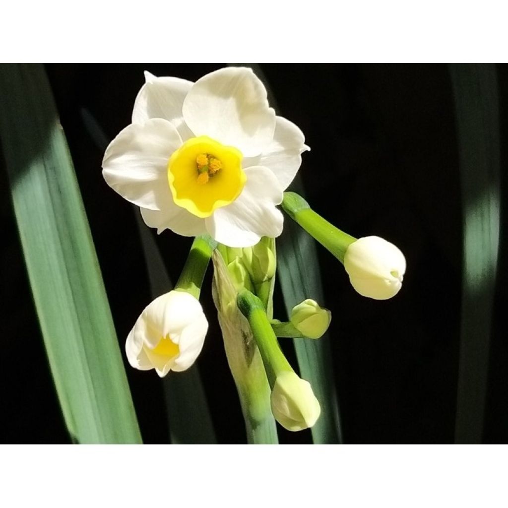 Narcissus tazetta Avalanche