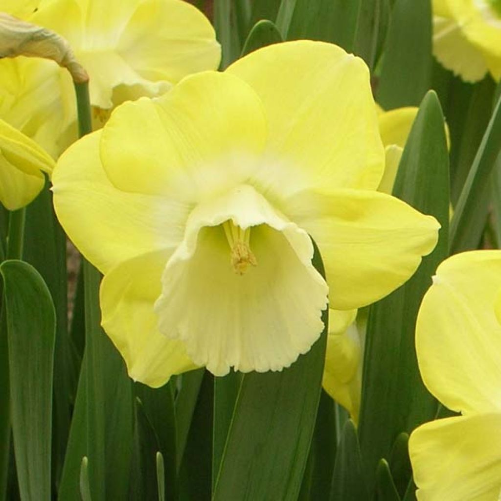 Narcissus Avalon