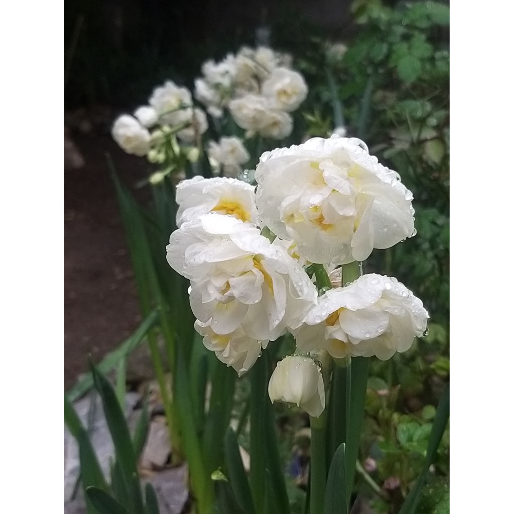 Narcissus tazetta Bridal Crown