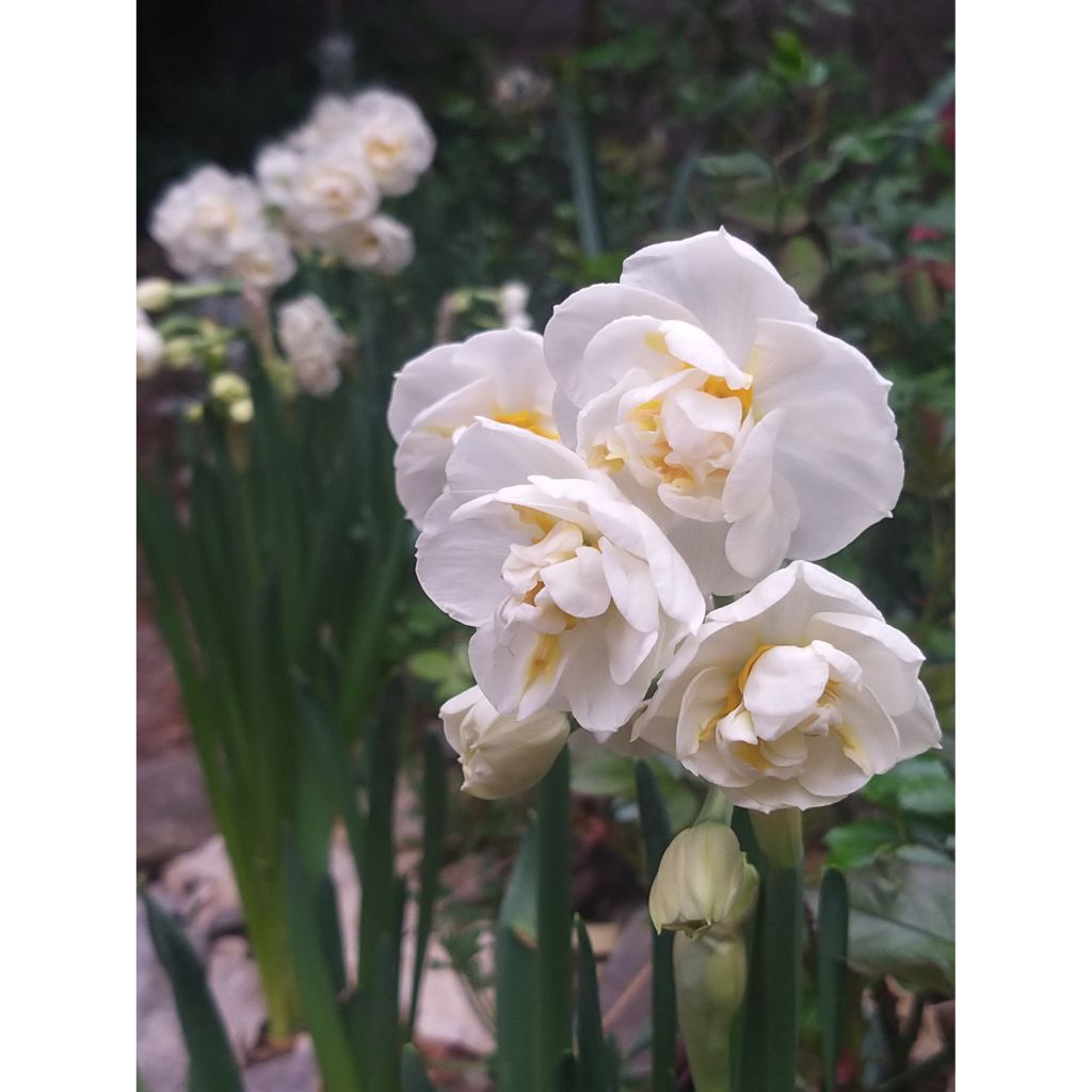 Narcissus tazetta Bridal Crown