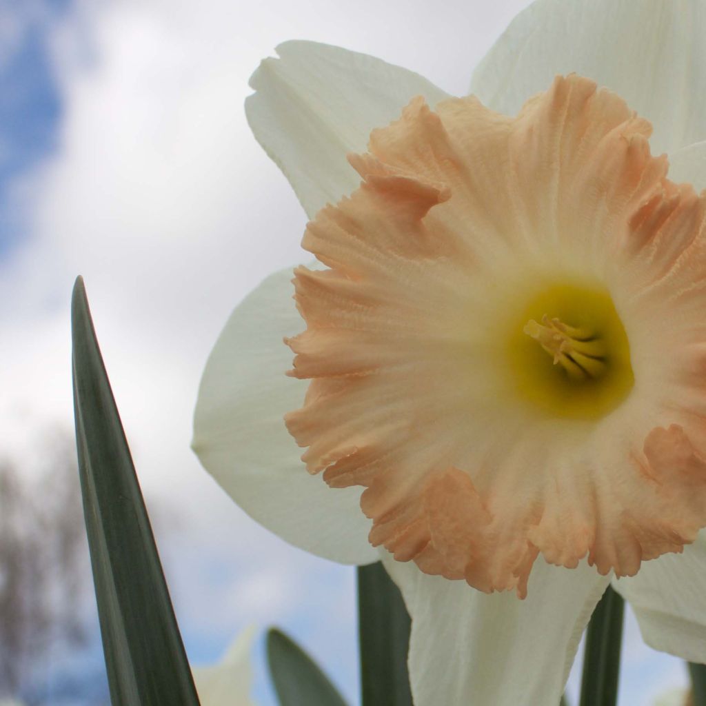 Narcissus British Gamble