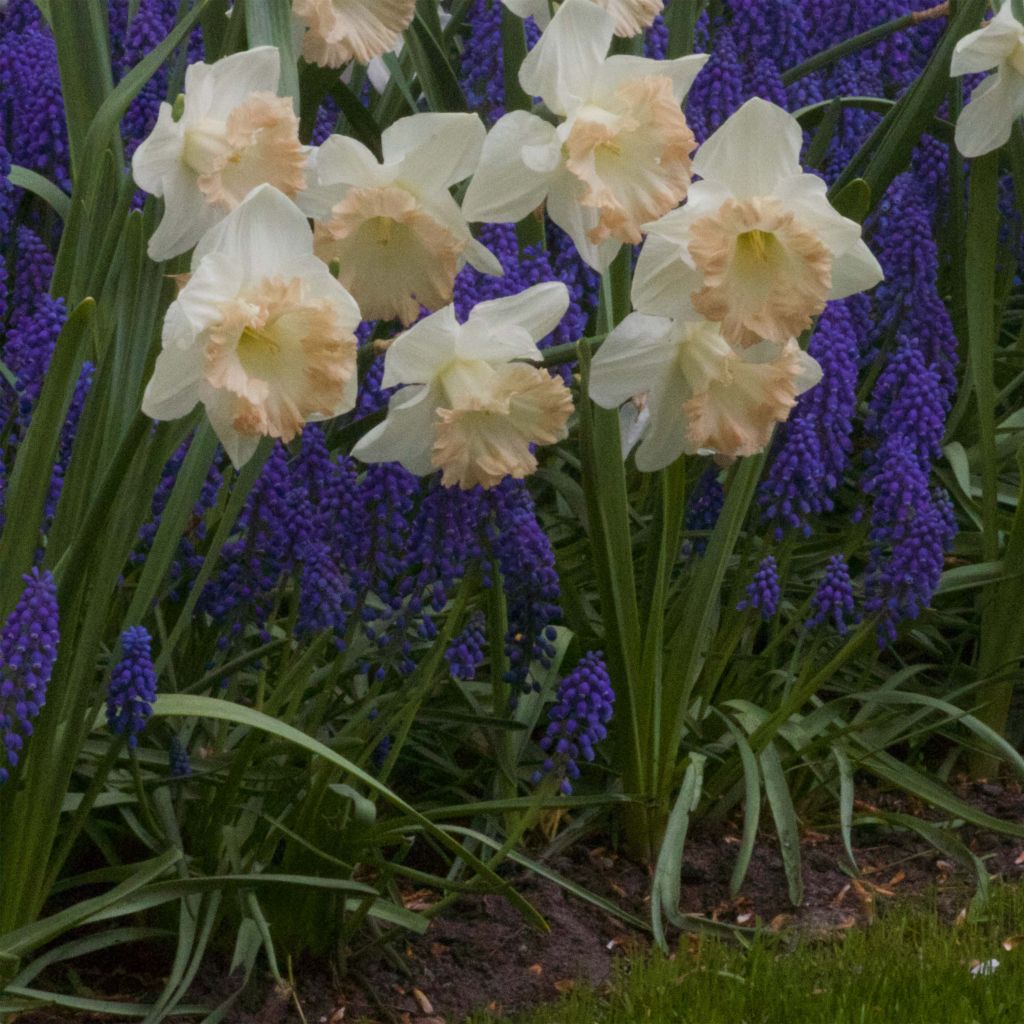 Narcissus British Gamble