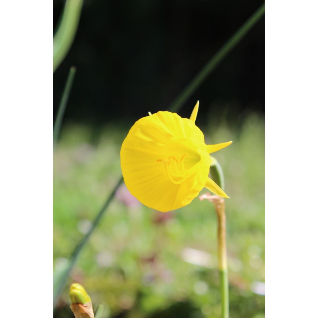 Narcissus bulbocodium Golden Bells