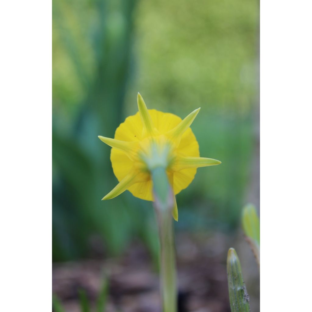 Narcissus bulbocodium Golden Bells