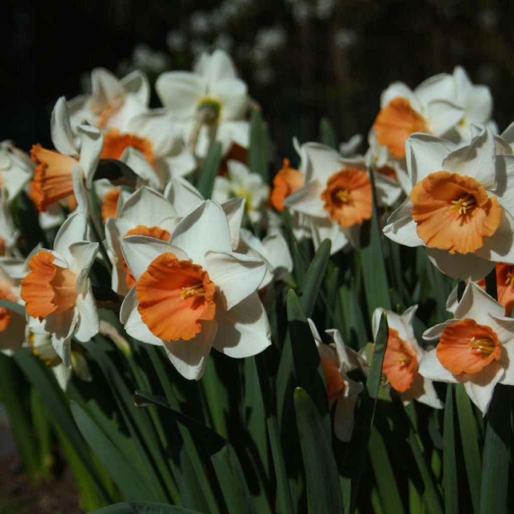 Narcissus Chromacolor