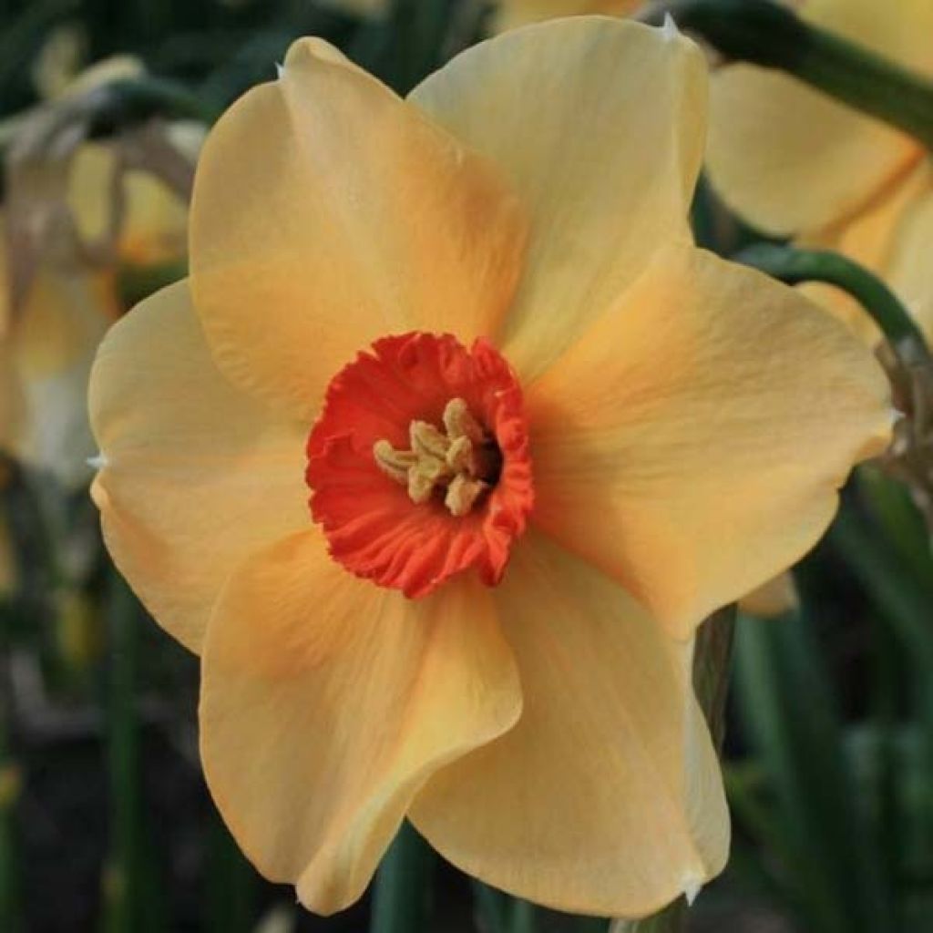 Narcissus Copper Queen