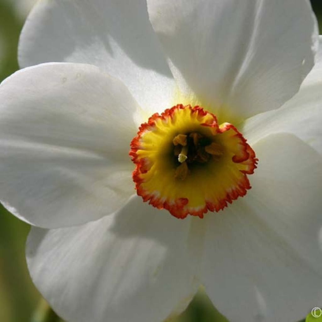 Narcissus Edna Earl