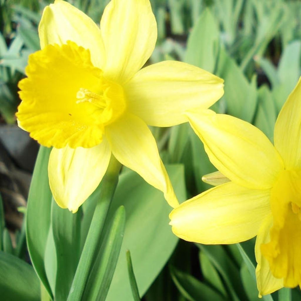 Narcissus cyclamineus February Gold