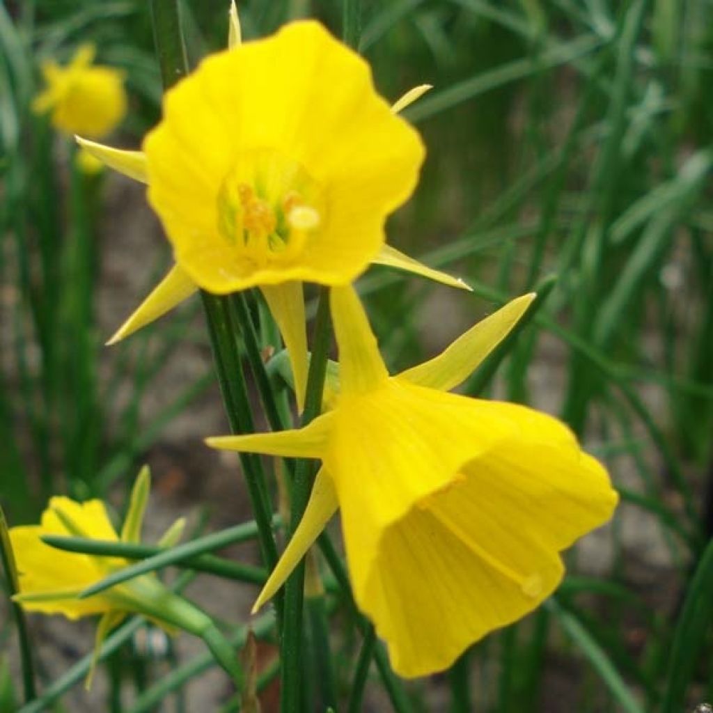 Narcisse Golden Bells