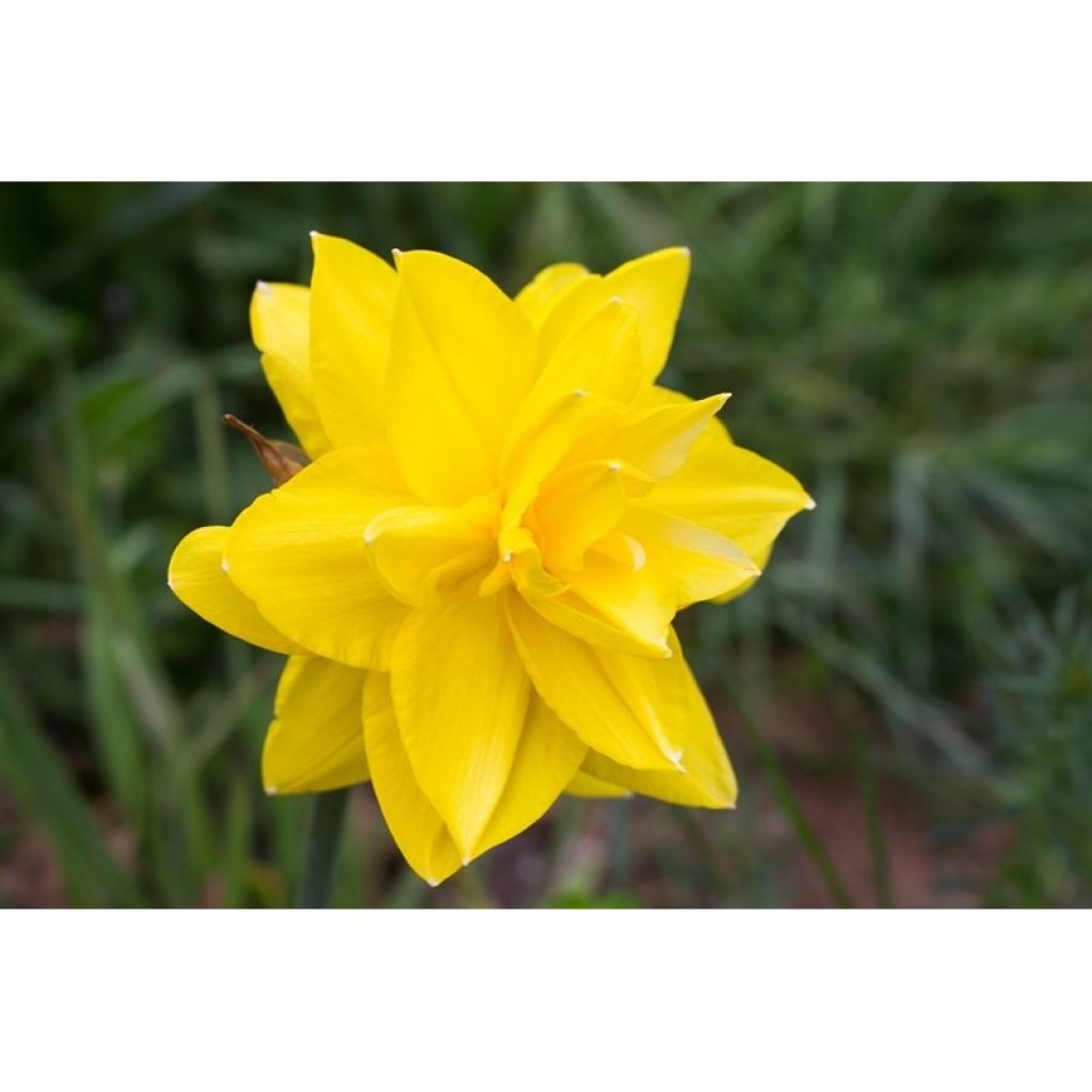 Narcissus Golden Ducat