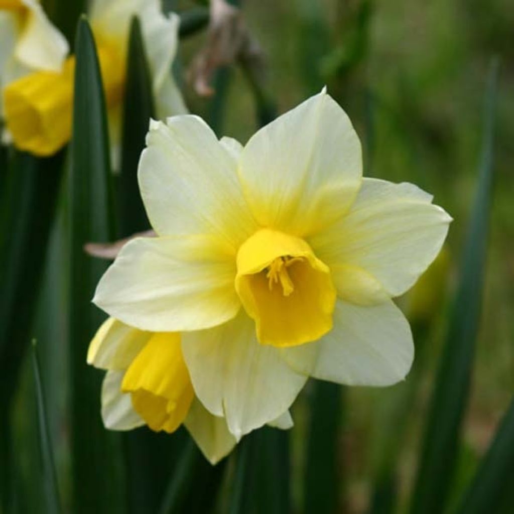 Narcissus Golden Echo