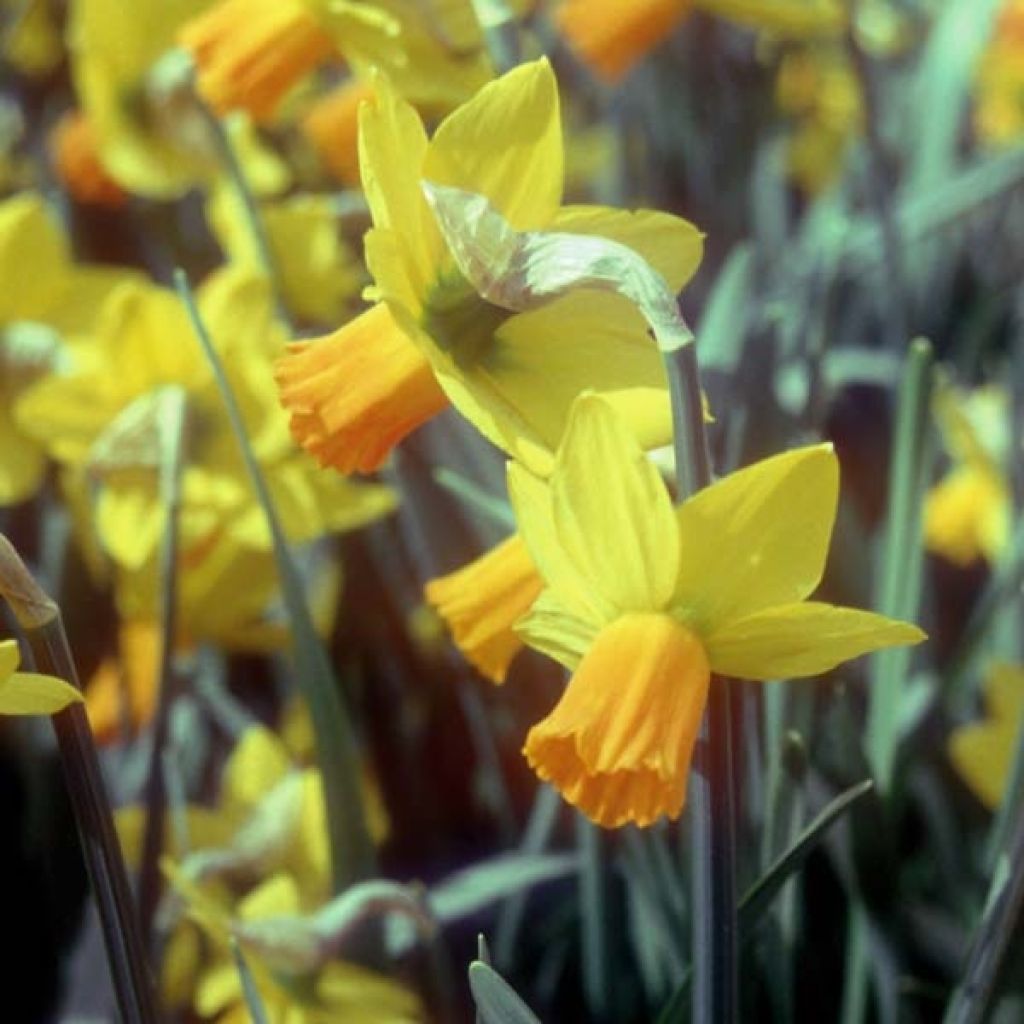 Narcissus Jet Fire