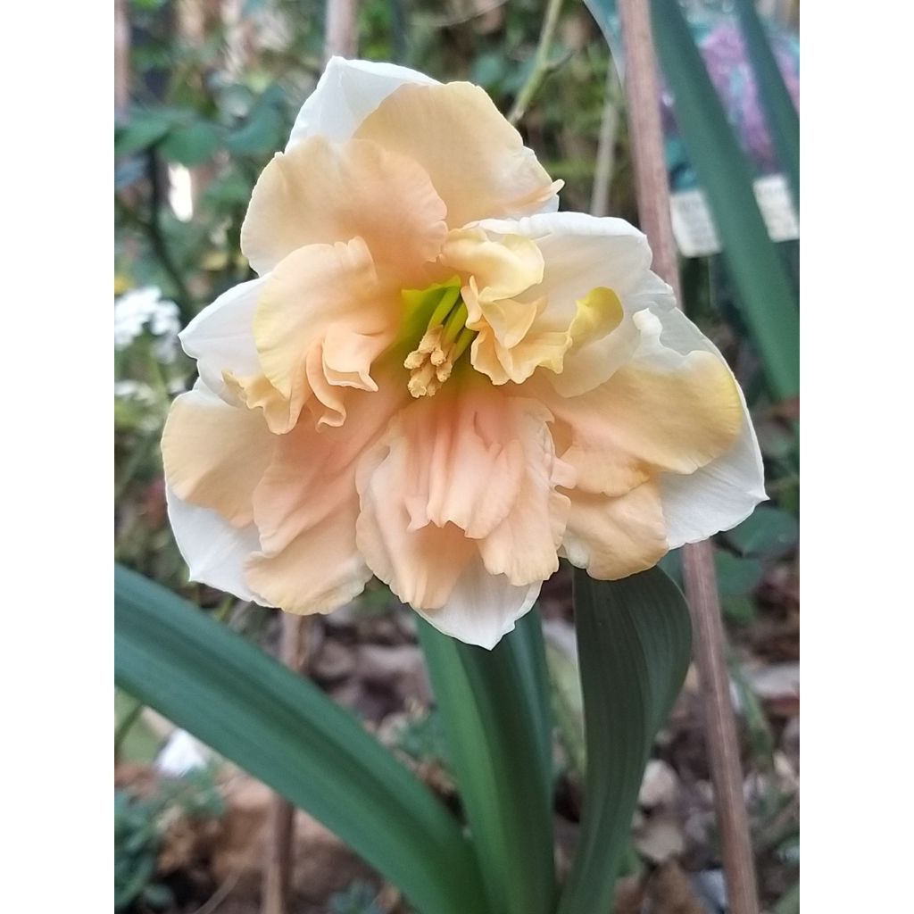 Narcissus Apricot Whirl