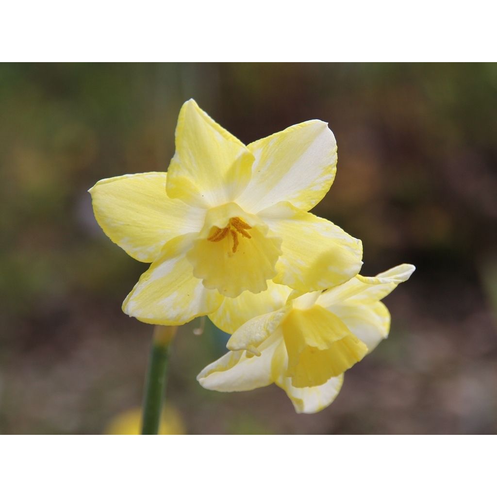 Narcissus Pipit