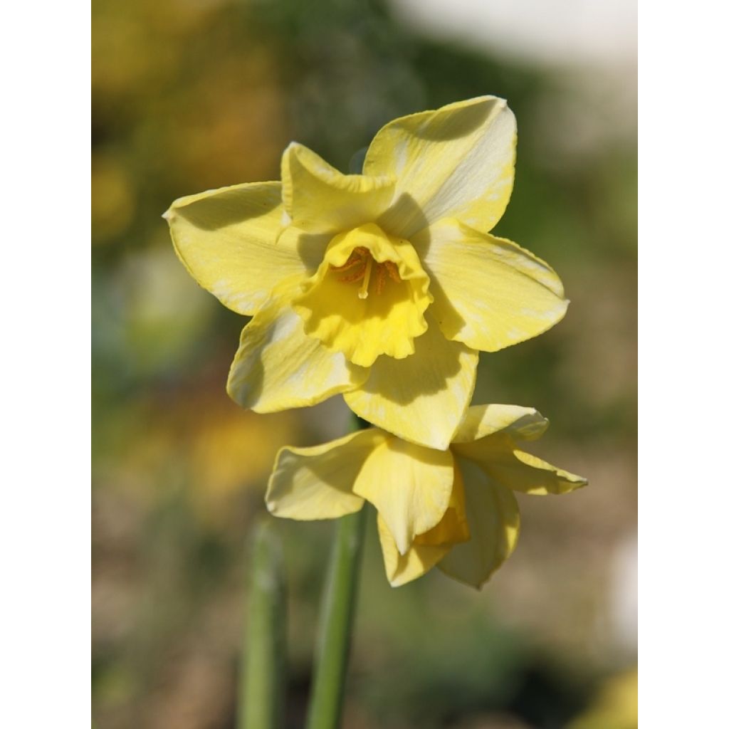 Narcissus Pipit