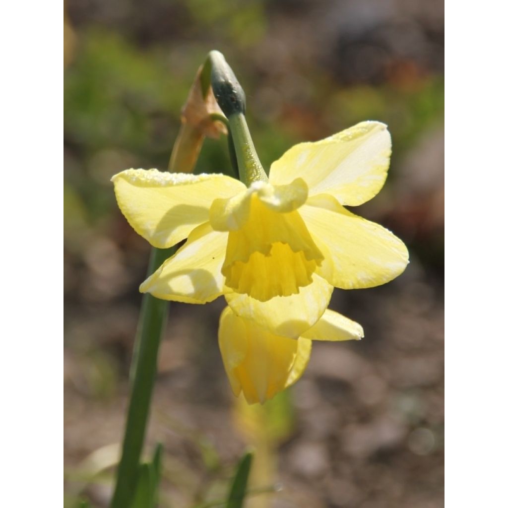 Narcissus Pipit