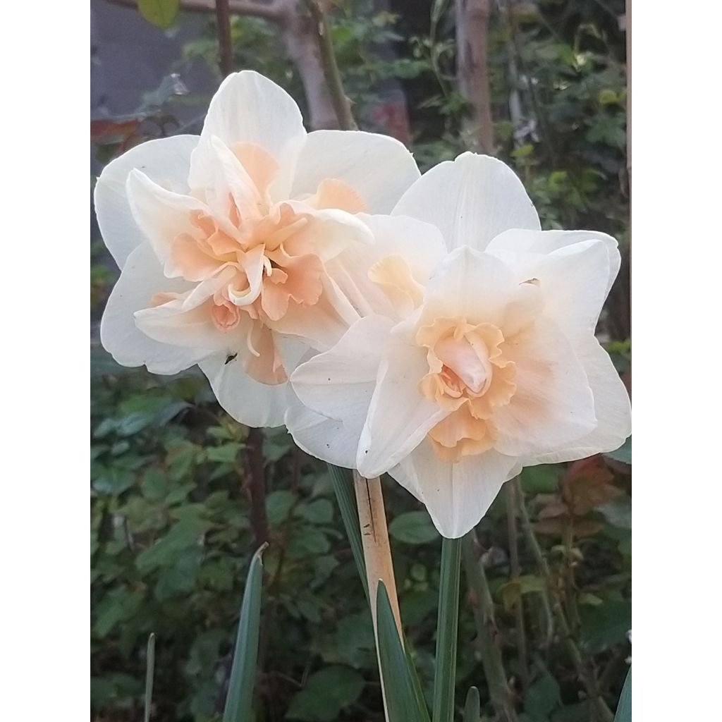 Narcissus Rosy Cloud