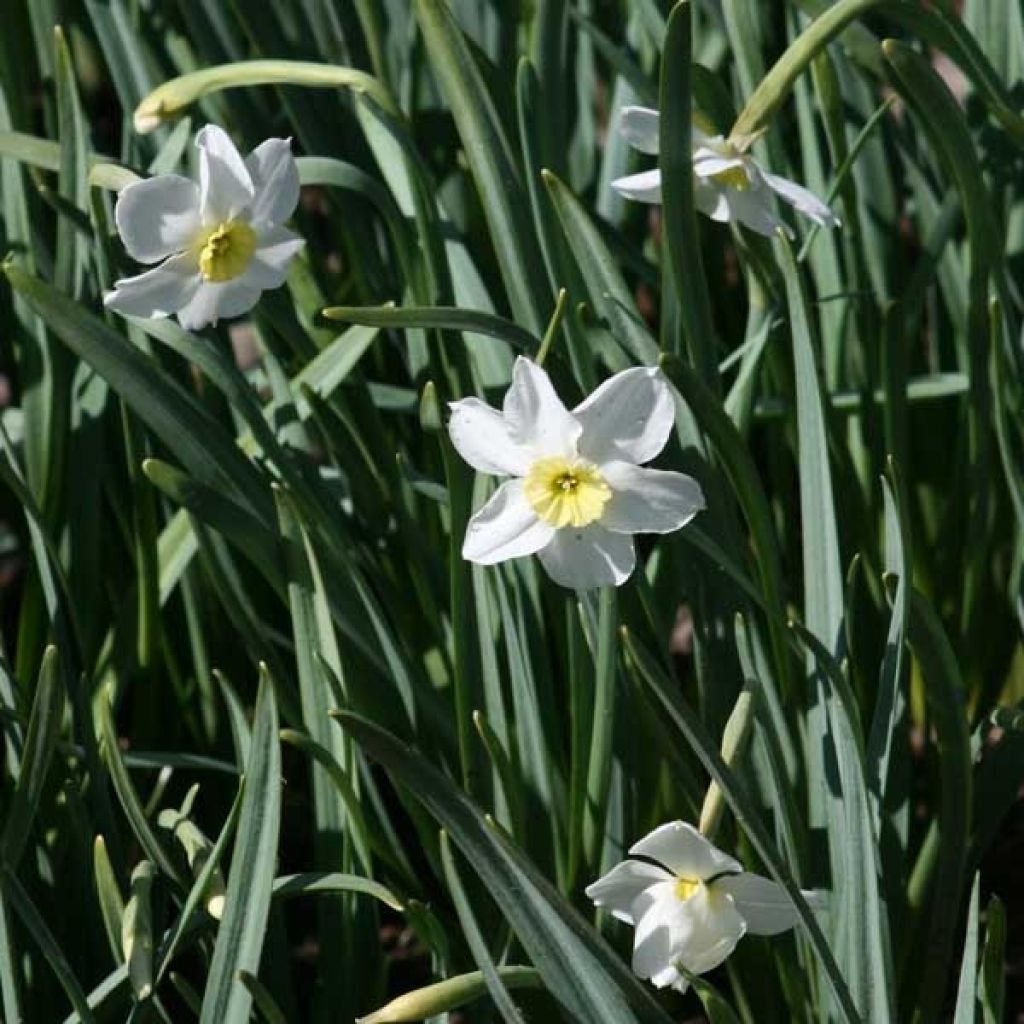 Narcissus Ségovia