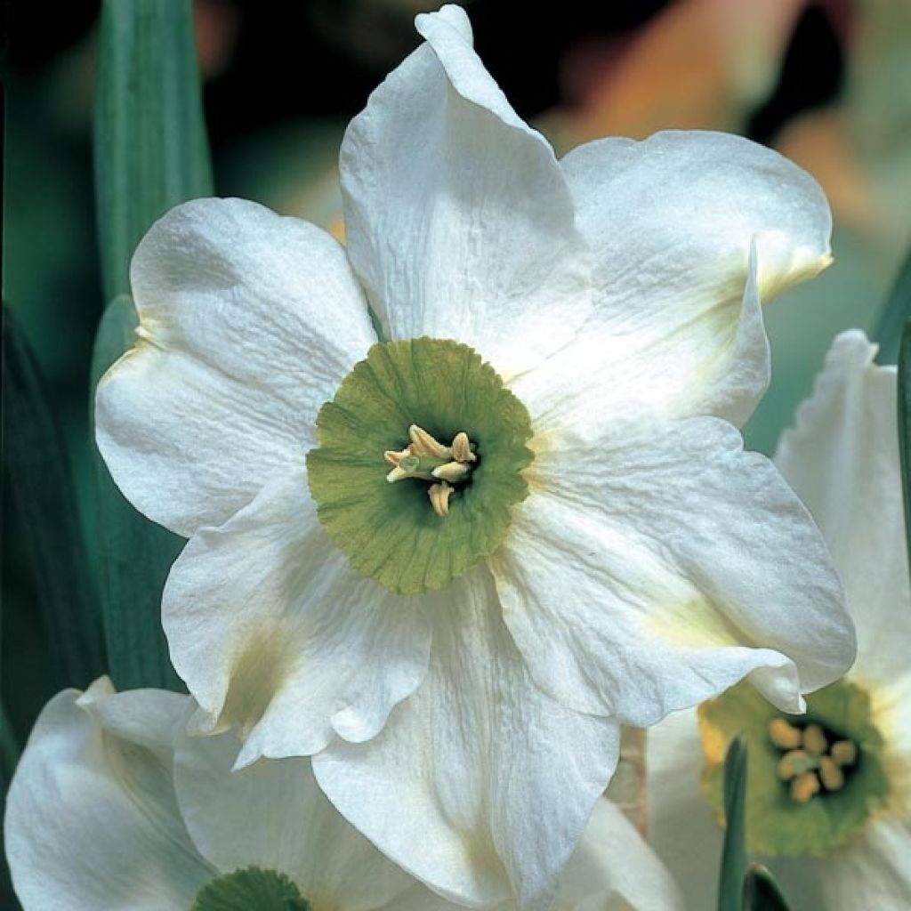 Narcissus Sinopel