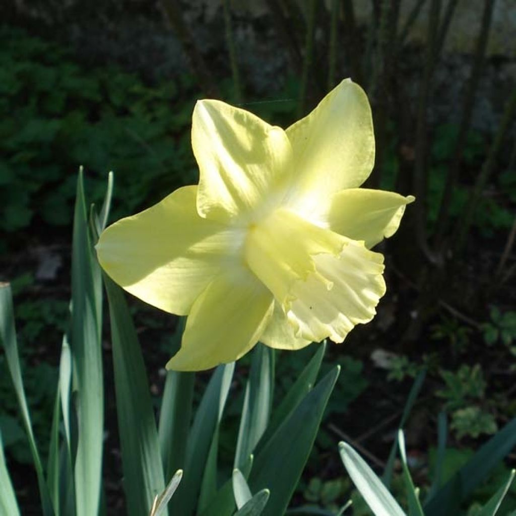 Narcissus Spellbinder