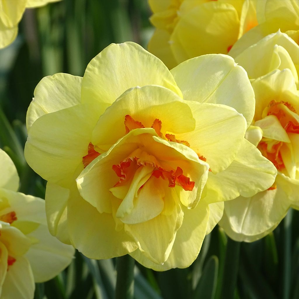 Narcissus Tahiti