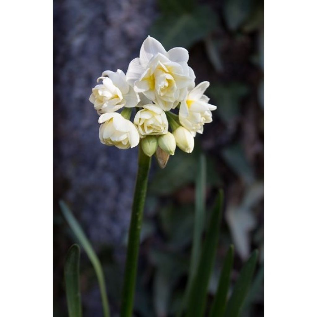 Narcissus tazetta Erlicheer