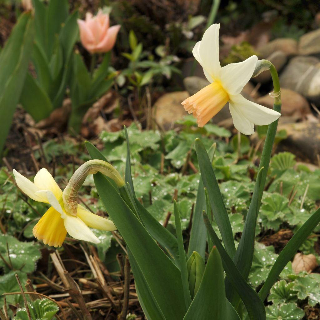 Narcissus cyclamineus Winter Walzer