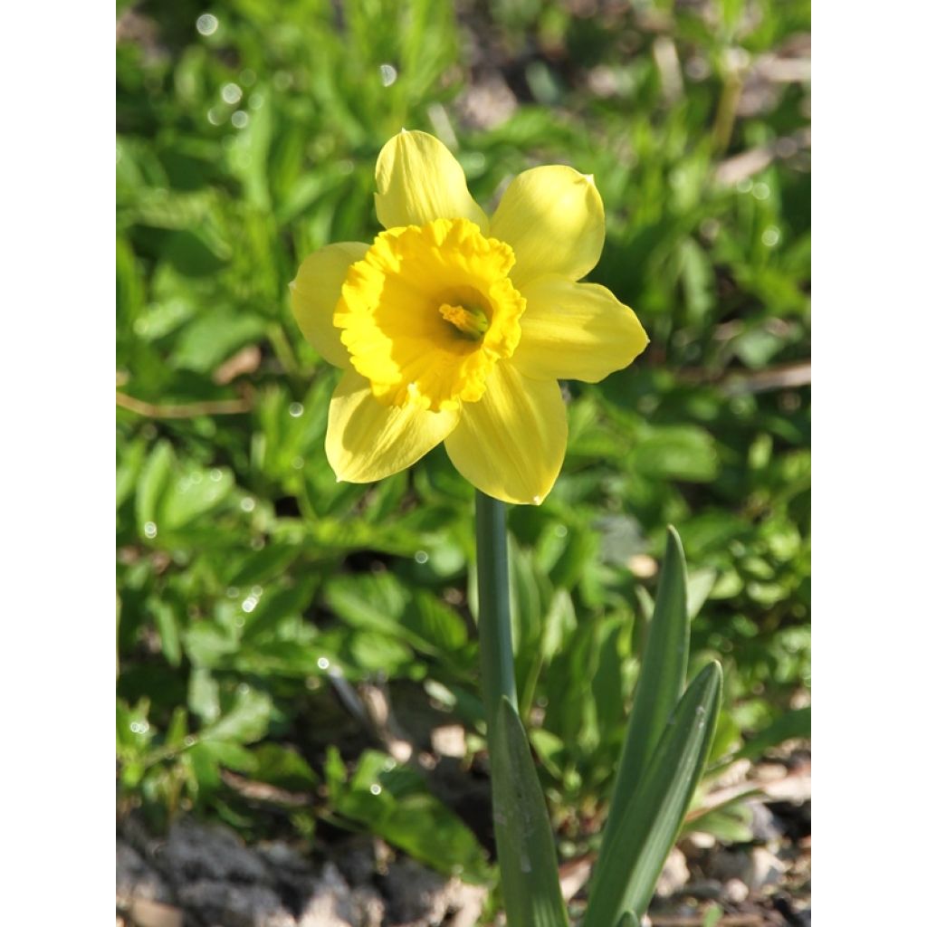 Narcissus Dutch Master