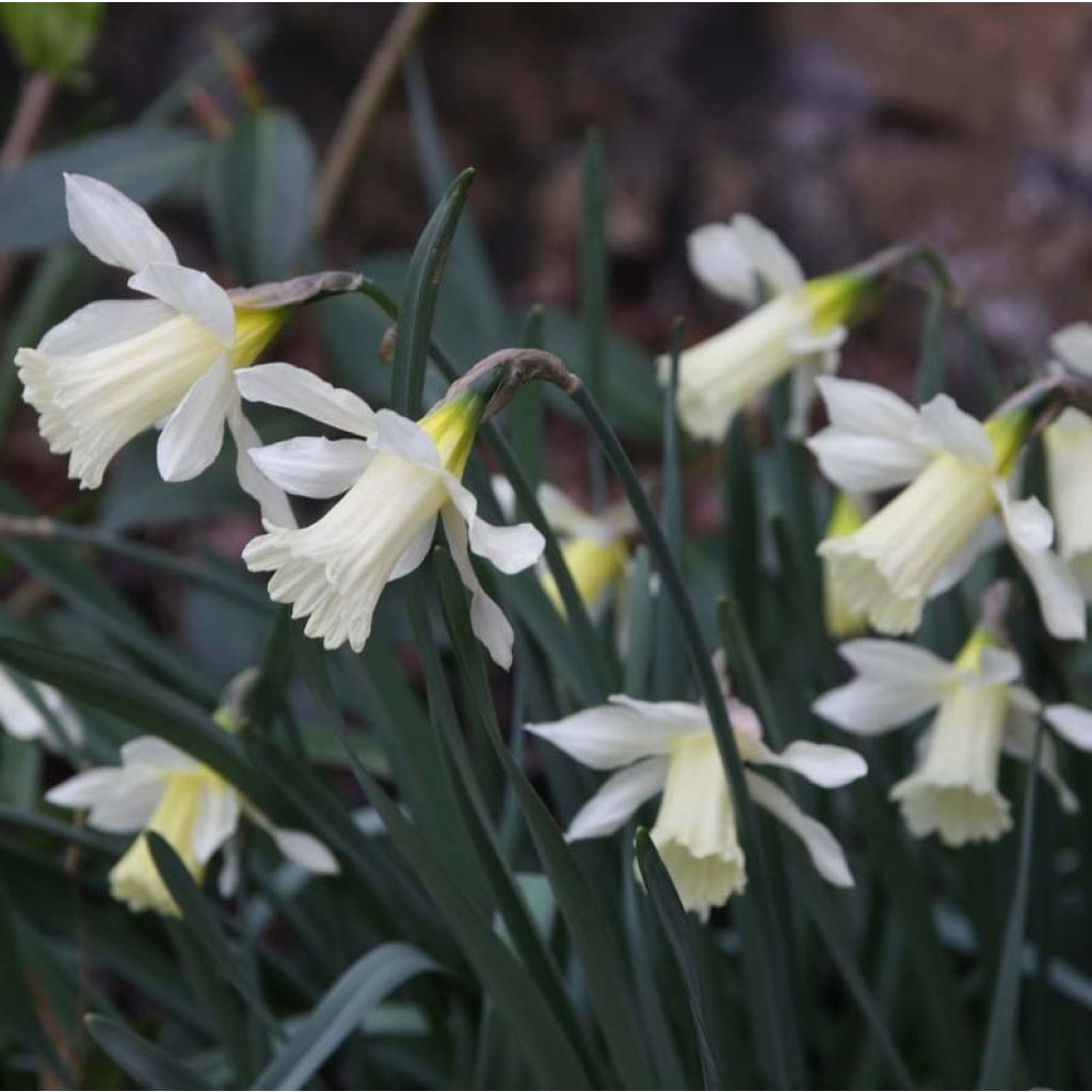 Narcissus WP Milner