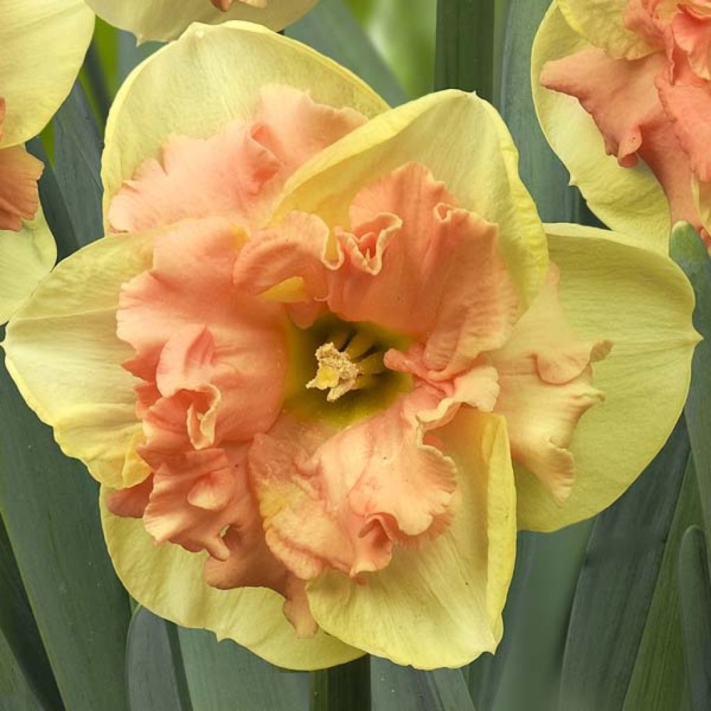 Narcissus Vanilla Peach