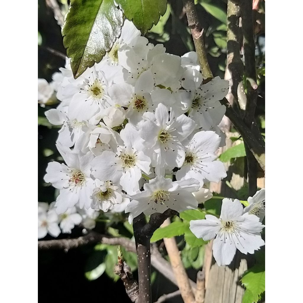 Nashi-Birne Hosui Bio - Pyrus pyrifolia