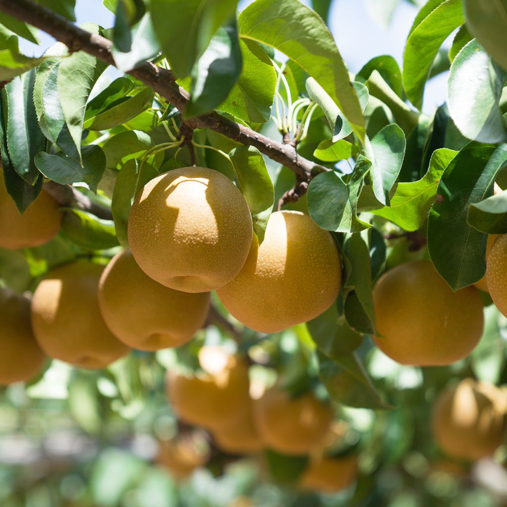 Nashi-Birne Kosui - Pyrus pyrifolia